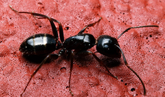 ants