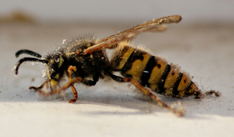 bees
