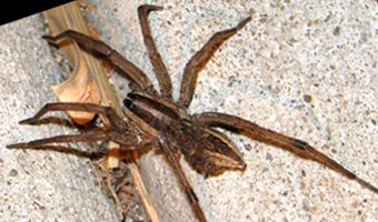 spider